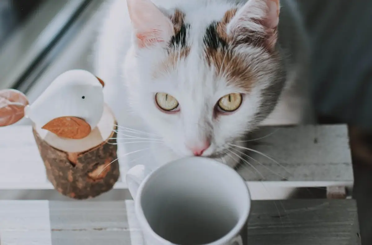 Weiß-bunte Katze schnuppert neugierig an einer Tasse auf einem Holztisch